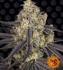 Kush Mints | Feminized | Cannabis Seeds