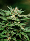 Bonza Mix Pack | 15 Feminized Cannabis Seeds | Dry Climate Champions