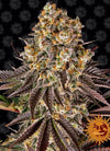 Gelato 45 | Feminized | Cannabis Seeds