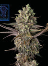 Blue Dream Fast | Feminized | Cannabis Seeds