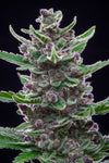 Tropicana Cookies | Autoflower Feminized  | Cannabis Seeds