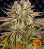 Pineapple Express | Feminized | Cannabis Seeds