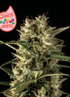 Juicy Zkittlez | Autoflower Feminized | Cannabis Seeds