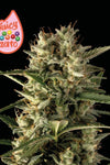 Juicy Zkittlez | Autoflower Feminized | Cannabis Seeds
