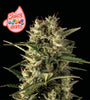 Juicy Zkittlez | Autoflower Feminized | Cannabis Seeds