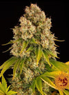 Cheese | Autoflower Feminised | Cannabis Seeds
