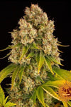 Cheese | Autoflower Feminised | Cannabis Seeds