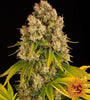 Cheese | Autoflower Feminised | Cannabis Seeds
