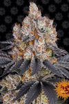 Gelato  | Feminised | Cannabis Seeds