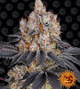 Gelato  | Feminised | Cannabis Seeds