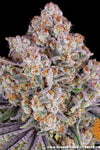 Ice Cream Cake | Feminised | Cannabis Seeds