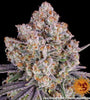Ice Cream Cake | Feminised | Cannabis Seeds