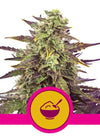 Cereal Milk | Feminized | Cannabis Seeds