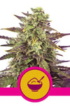 Cereal Milk | Feminized | Cannabis Seeds