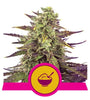 Cereal Milk | Feminized | Cannabis Seeds