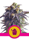 Sundae Driver  | Feminized | Cannabis Seeds