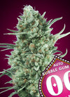 Bubblegum XXL | Autoflower Feminised | Cannabis Seeds