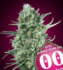 Bubblegum XXL | Autoflower Feminised | Cannabis Seeds