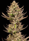 Purple Punch F1 FAST Feminized Seeds | High-THC Indica Hybrid