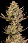 Purple Punch F1 FAST Feminized Seeds | High-THC Indica Hybrid
