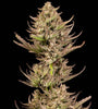 Purple Punch F1 FAST Feminized Seeds | High-THC Indica Hybrid