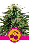 Sweet Harvest Trio | 15 Feminized Cannabis Seeds | Flavorful Cultivation