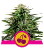 Sweet Harvest Trio | 15 Feminized Cannabis Seeds | Flavorful Cultivation