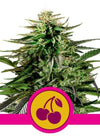 Cherry Pie | Feminised  | Cannabis Seeds