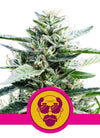 Granddaddy Purple |  Feminized | Cannabis Seeds