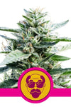 Granddaddy Purple |  Feminized | Cannabis Seeds