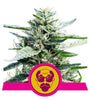 Granddaddy Purple |  Feminized | Cannabis Seeds