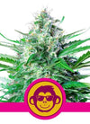 Grape Ape  | Feminized | Cannabis Seeds