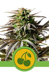 Cherry Pie | Autoflower Feminised  | Cannabis Seeds