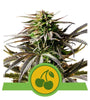 Cherry Pie | Autoflower Feminised  | Cannabis Seeds