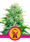 Pink Runtz | Feminized | Cannabis Seeds