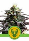 Granddaddy Purple | Autoflower Feminised | Cannabis Seeds