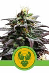 Granddaddy Purple | Autoflower Feminised | Cannabis Seeds