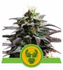 Granddaddy Purple | Autoflower Feminised | Cannabis Seeds