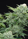 The Crown Supreme Pack |  Feminized | Cannabis Seeds Pack