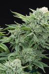 The Crown Supreme Pack |  Feminized | Cannabis Seeds Pack