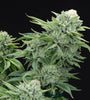 The Crown Supreme Pack |  Feminized | Cannabis Seeds Pack