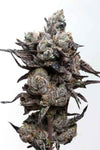 Runtz S1 | Feminized | Cannabis Seeds