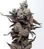 Runtz S1 | Feminized | Cannabis Seeds