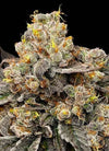 Biscotti Zkittlez | Feminized | Cannabis Seeds