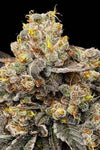 Biscotti Zkittlez | Feminized | Cannabis Seeds