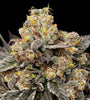 Biscotti Zkittlez | Feminized | Cannabis Seeds