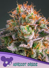 Apricot Oreoz | Feminised | Cannabis Seeds