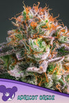 Apricot Oreoz | Feminised | Cannabis Seeds