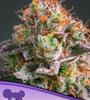 Apricot Oreoz | Feminised | Cannabis Seeds