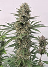 Tahoe Cookies | Autoflower Feminized | Cannabis Seeds